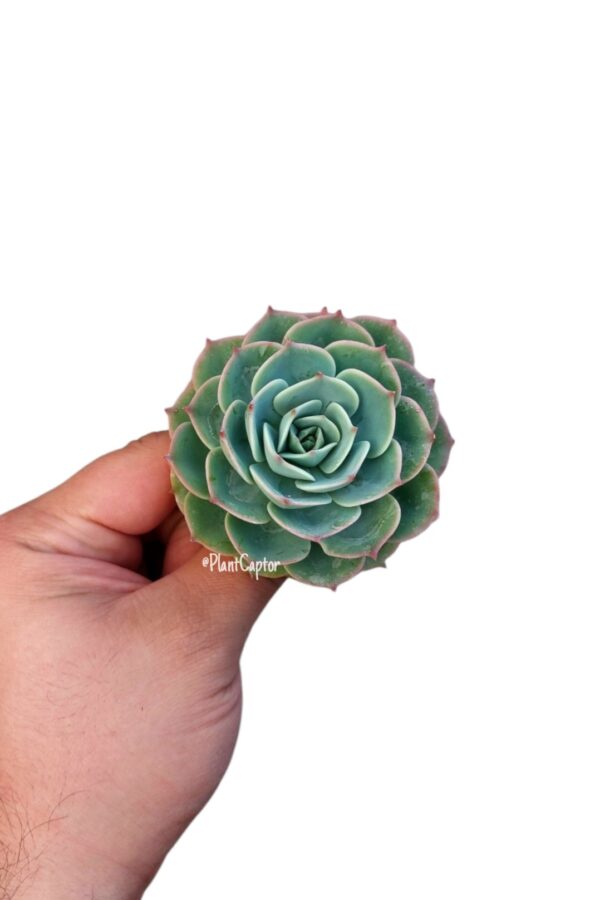 Echeveria Imbricata