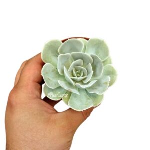 Echeveria runyonii