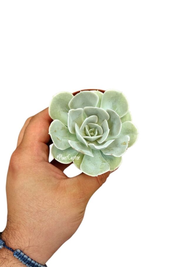 Echeveria runyonii