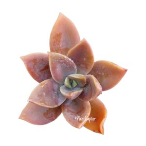 Graptoveria Fred Ives