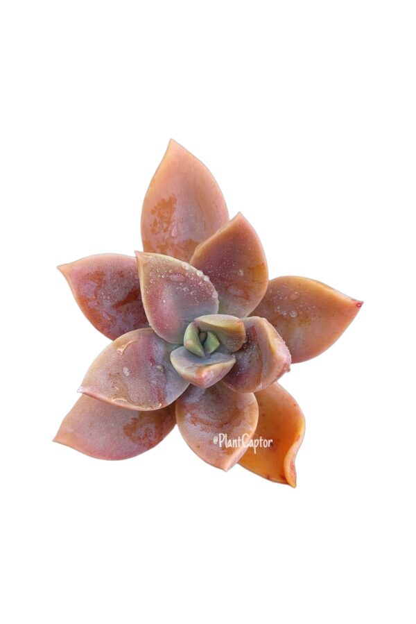 Graptoveria Fred Ives