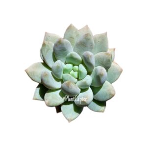 Sedeveria Lilac Mist
