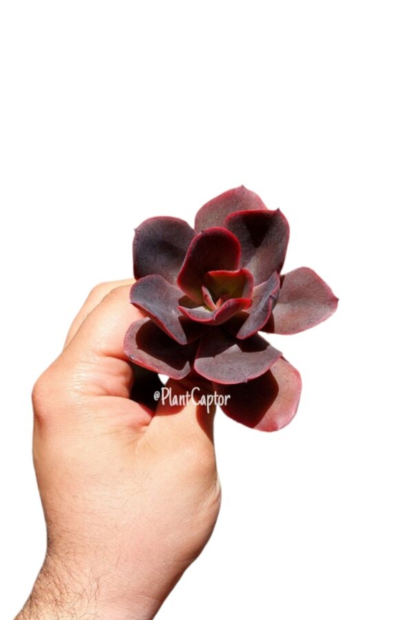 Echeveria Hortensia - Imagen 2