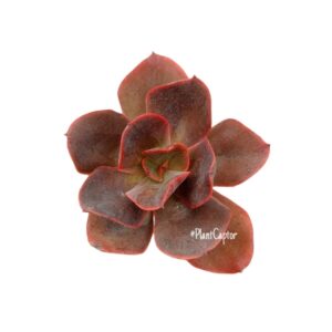 Echeveria Hortensia