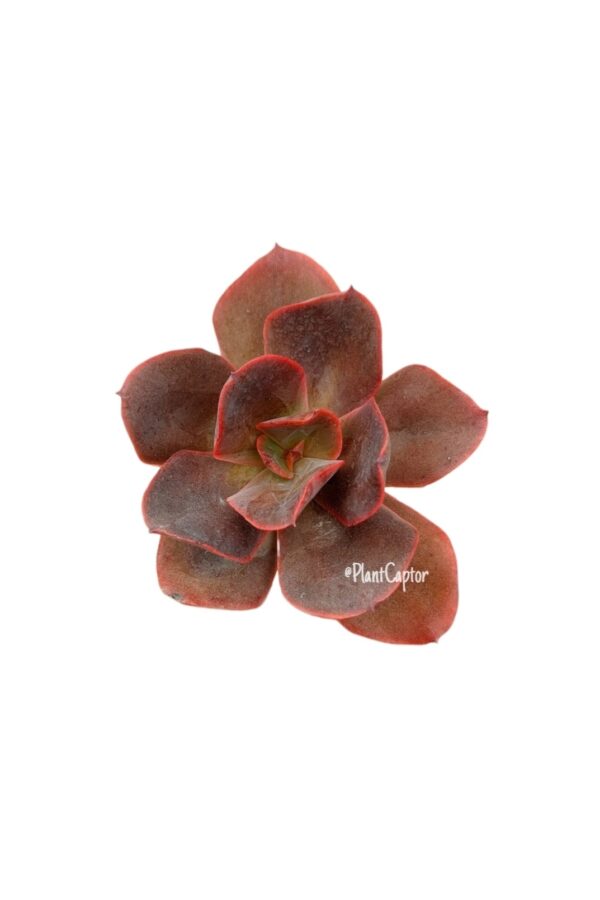 Echeveria Hortensia