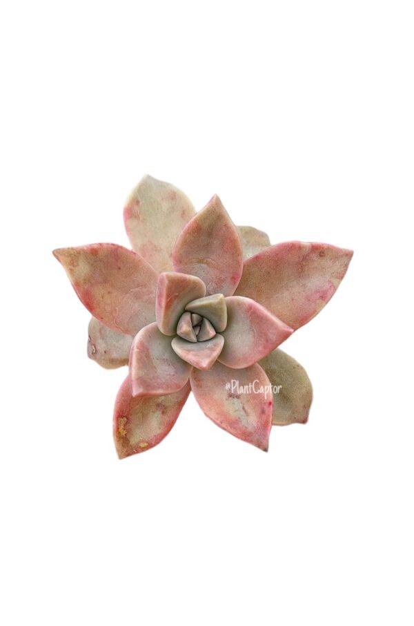 Graptopetalum La Mexicana