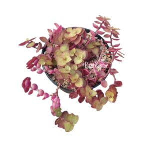 Callisia repens Gold