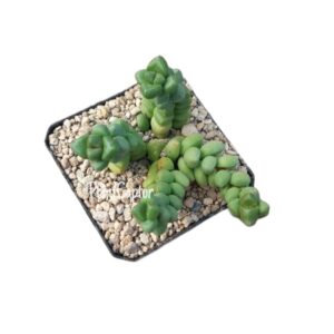 Crassula elegans