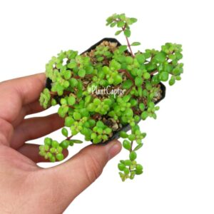 Crassula expansa subsp. fragilis