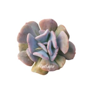 Echeveria Cubic Frost