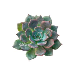 Echeveria Violet Prince