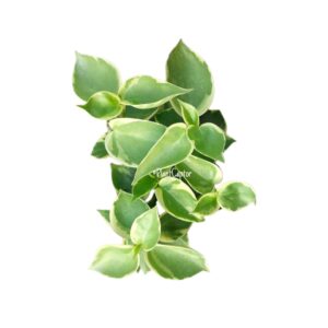 Peperomia scandens variegada